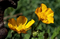 buttercups